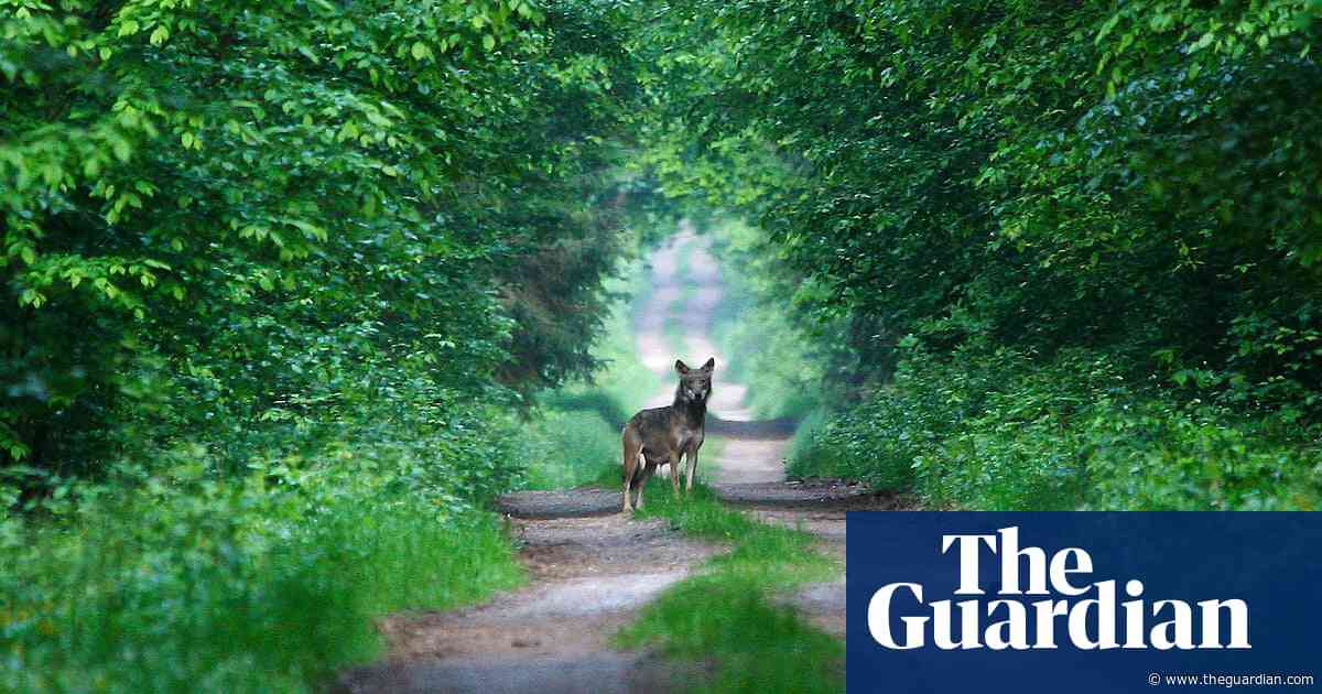 Country diary: I inhaled a whiff of wolf urine – it was the true essence of wilderness | Mark Cocker