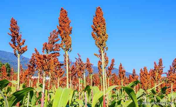 Sorgo: siempre en la línea de largada y a la expectativa