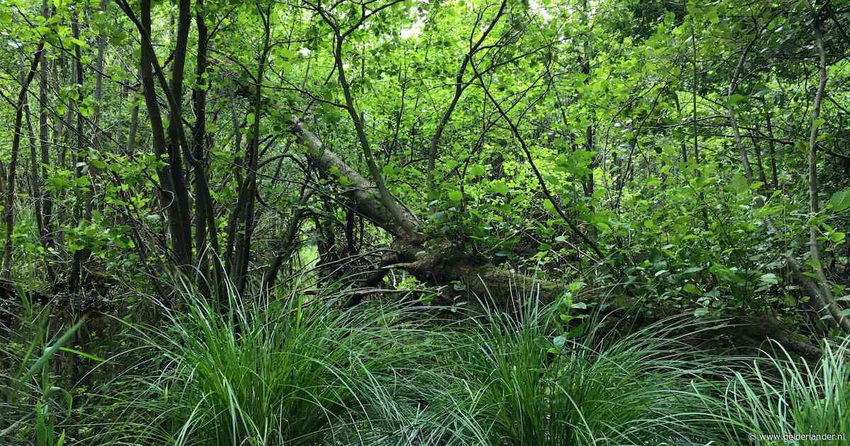 IVN Oost-Veluwezoom houdt excursie naar bijzondere vegetatie op landgoed Middachten
