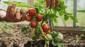 Tomaten am Balkon pflanzen: Fünf Zutaten aus der Küche eignen sich als Dünger