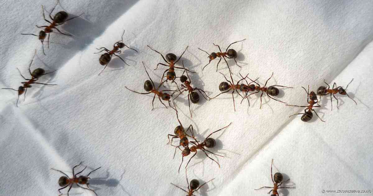 Gardners swear by £2 item that will stop ants 'invading' your home