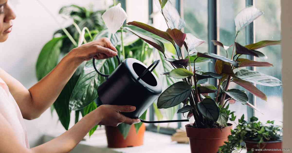 Homes with houseplants given 'once a week' job to help them thrive this month