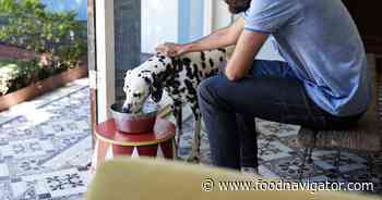Insect protein bolsters antioxidant defences for dogs