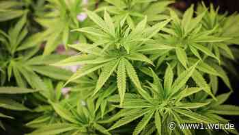 SEK entdeckt Großplantagen bei Cannabis-Razzia