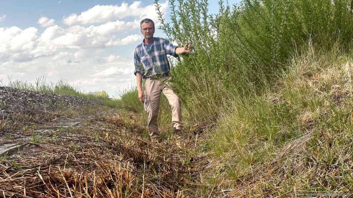 Gehölz zurückgeschnitten: Mäharbeiten am Bahndamm bringen Naturschützer auf die Palme