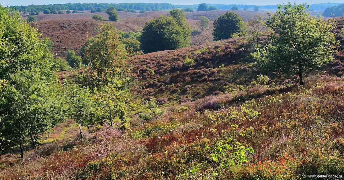 Natuurwandeling over glooiende heide Veluwezoom