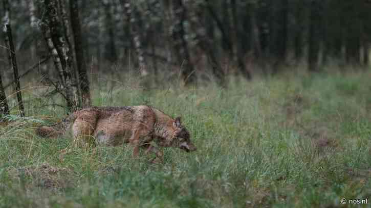 Europees Parlement stemt in met versnelde procedure over afschieten wolf