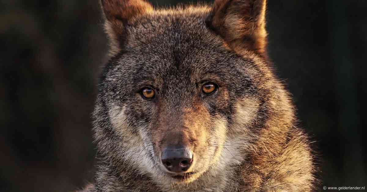 Versneld besluit in Europa over het jagen op de wolf