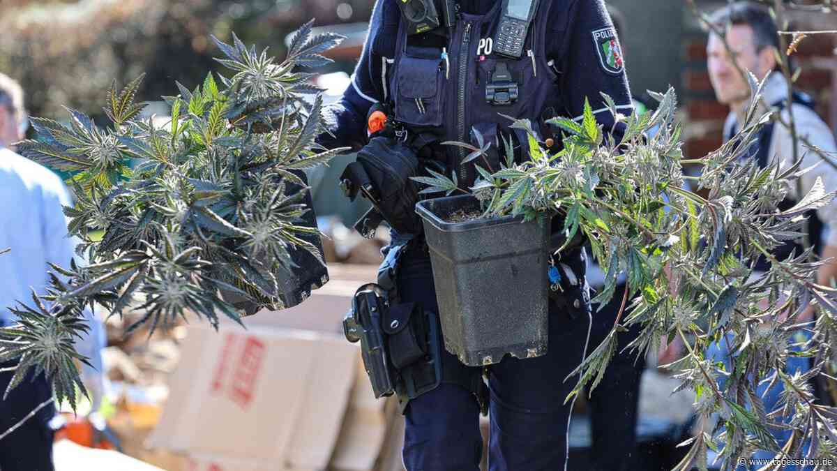 NRW: Polizei findet bei Razzia 6.000 Cannabispflanzen