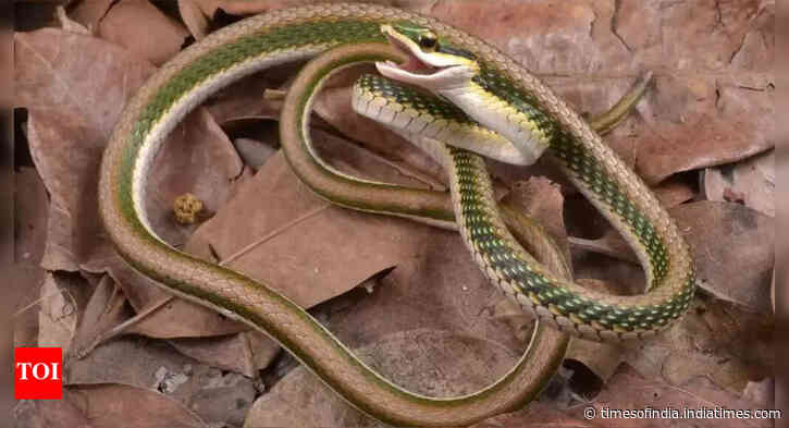 This man survived 200 snake bites, from cobras to mambas, and now his blood is helping scientists beat venom; know how