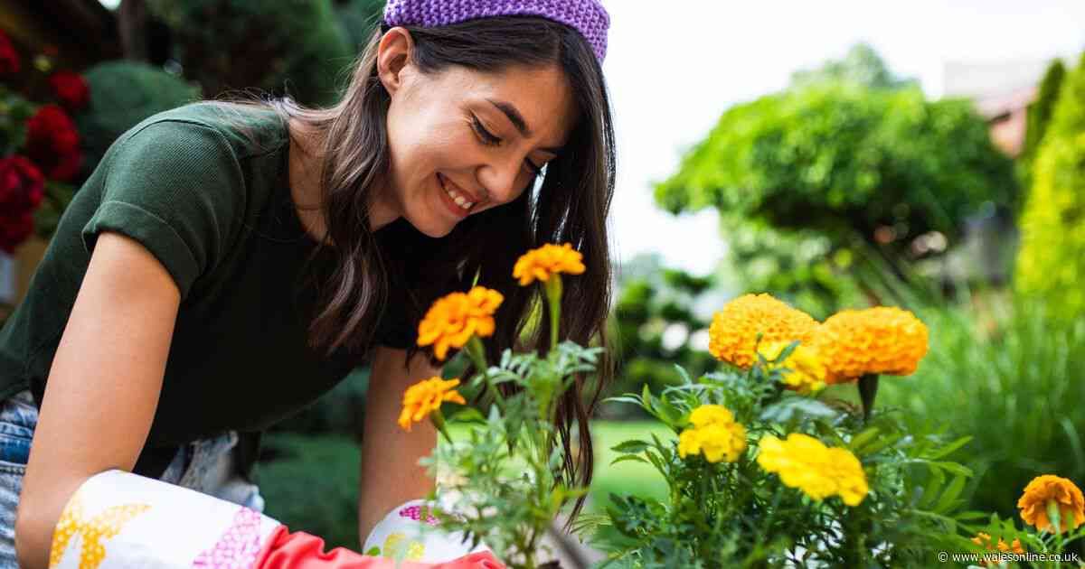 Waitrose's £2 plants 'smell like vanilla ice cream' and make gardens smell 'beautiful'