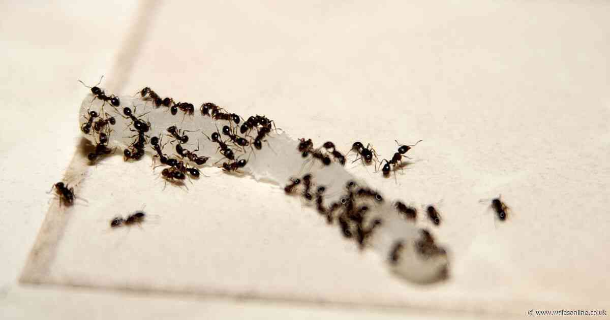 Ants stopped from invading kitchen with 30p 'natural' fruit deterrent
