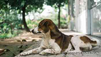 Noida Dog Attack: Elderly Woman Mauled In Exotica Dreamville, CCTV Footage Sparks Outrage