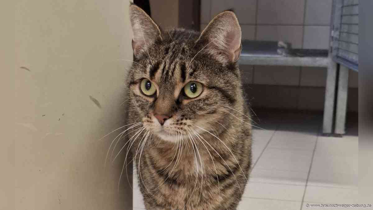 Gesprächige Katzendame Hilde aus Wolfsburg sucht neues Zuhause