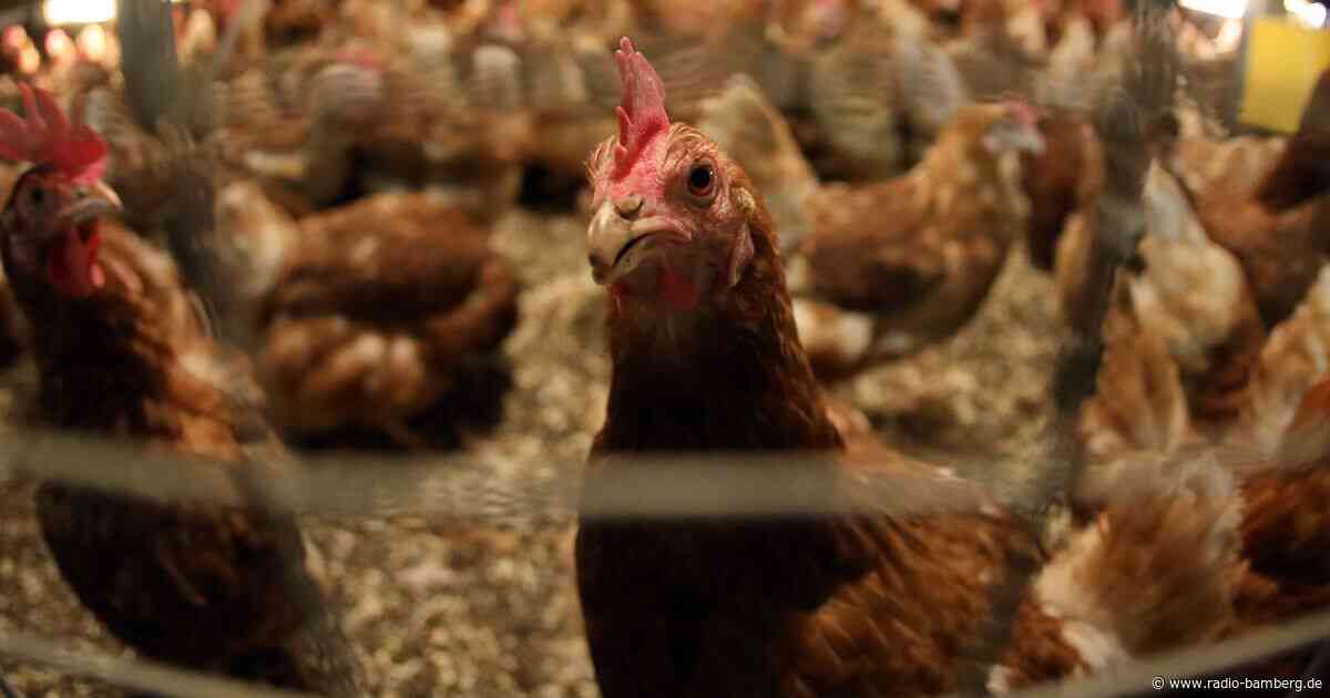 Mitarbeitern nach Verdacht auf Tierschutzverstöße gekündigt