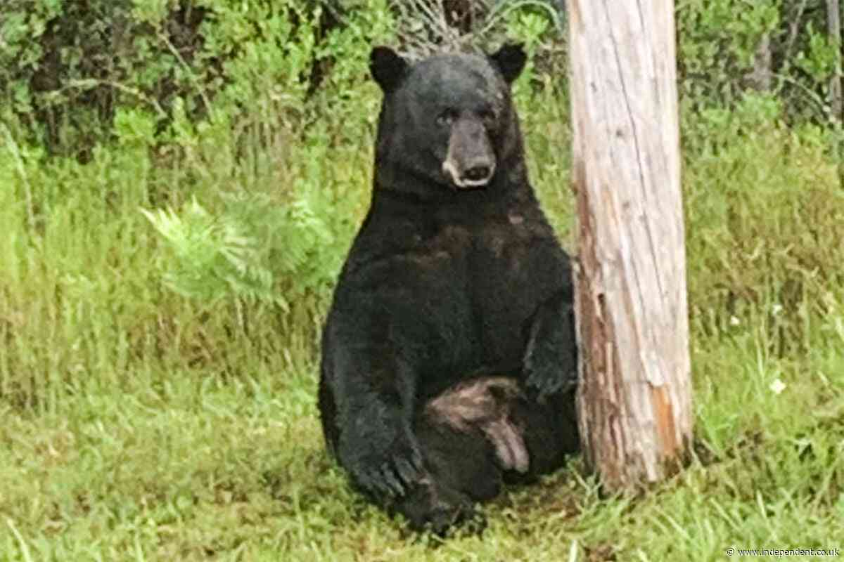 Bear that mauled 88-year-old man and his dog to death in Florida is still on the loose, say officials