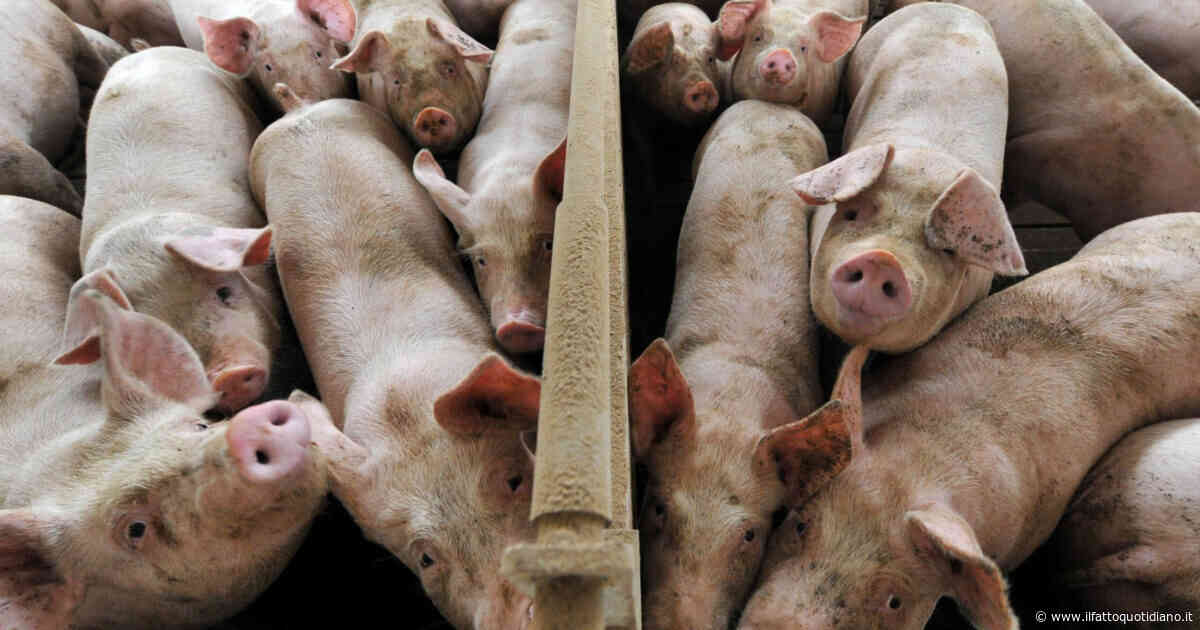 Come discutere con chi mangia carne: i consigli di un regista per convincere le persone a sposare la dieta vegana