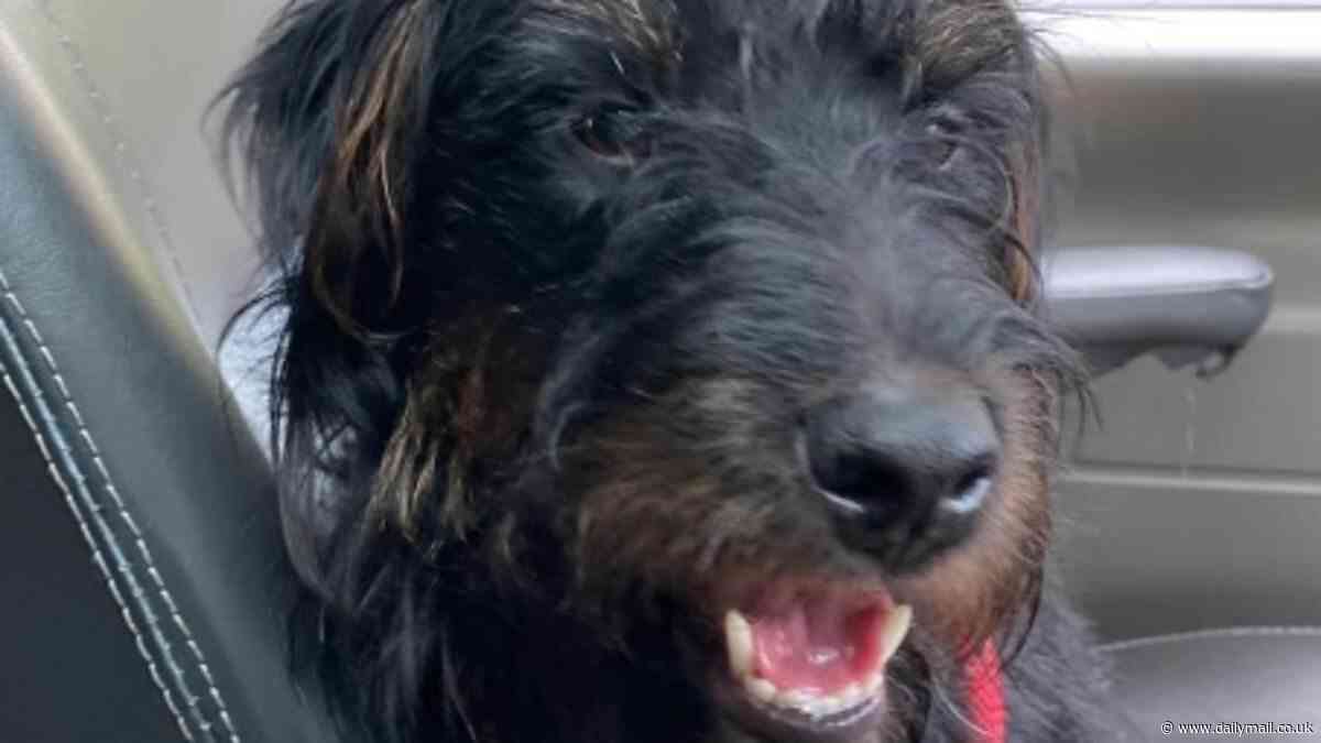 Horror as dog drowns after being thrown in river with weight tied around his neck