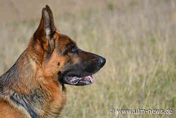 Hund beißt zu und verletzt 43-Jährigen
