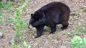 FWC investigates possible bear attack after man, dog found dead