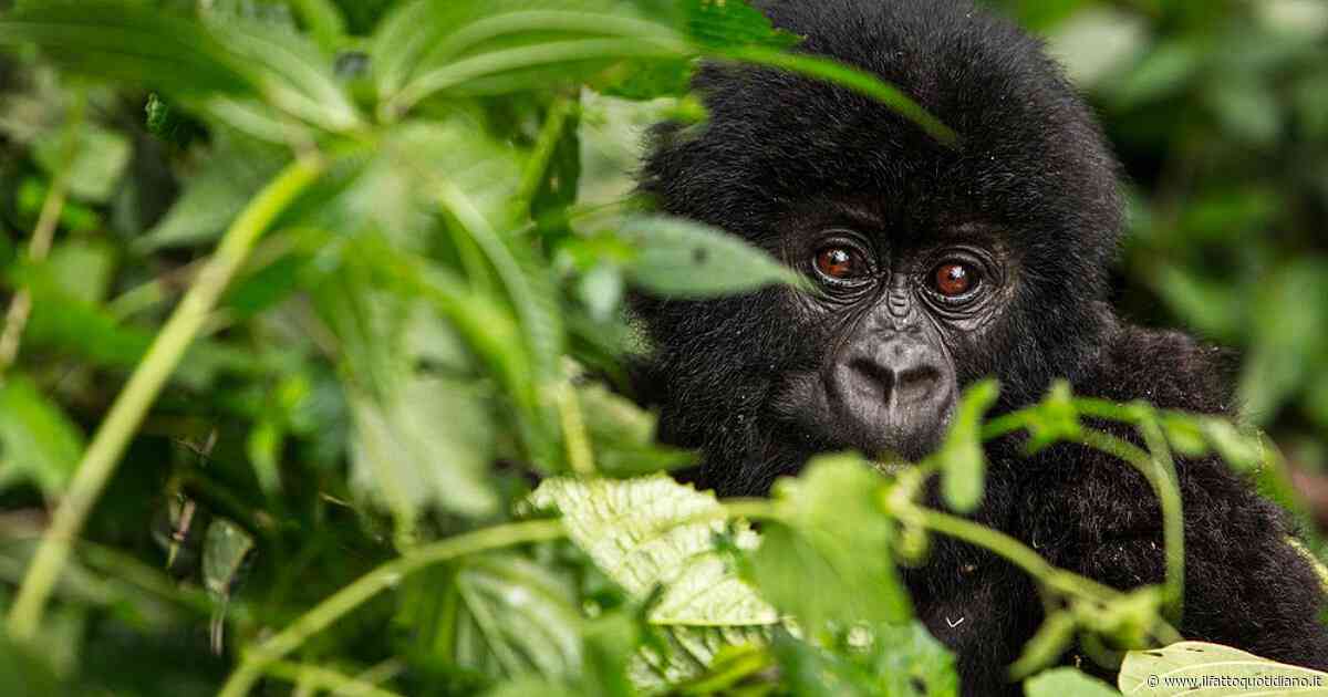 Gorilla lancia una pietra sulla folla e ferisce un turista alla testa. Lo zoo avverte: “Non provocateli, reagiscono in modo imprevedibile”