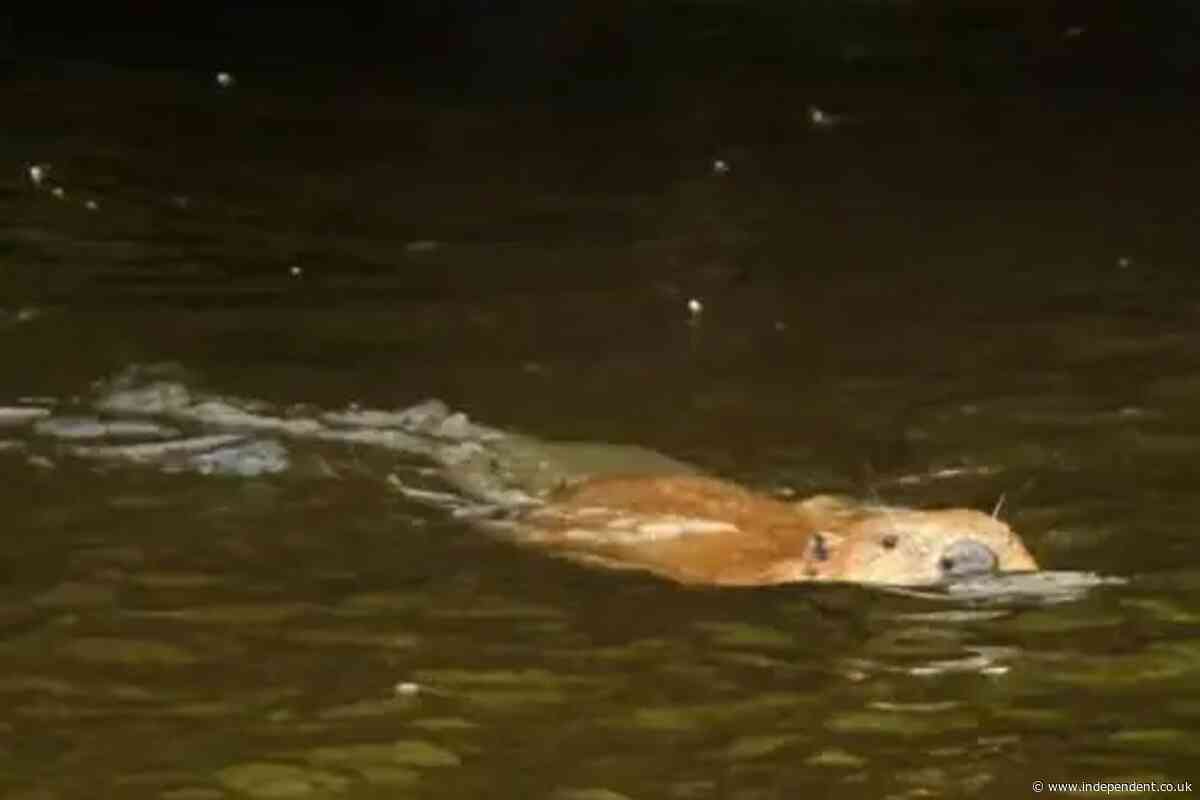 ‘Very chill’ wild beaver filmed on river after return of species to UK after 400 years