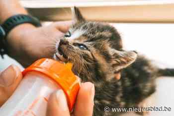 Dierenasiel zoekt dringend naar pleeggezinnen voor kittens: “We krijgen het ene na het andere nestje binnen”