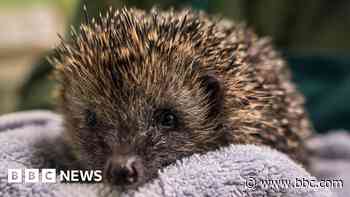 Hedgehog charity seeks £50k for new 'hogspital'