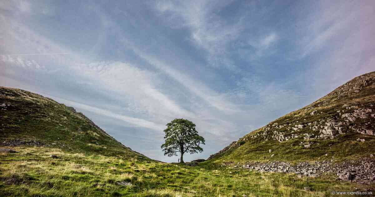 Man accused of felling Sycamore Gap claims reaction was as if "someone had been murdered"