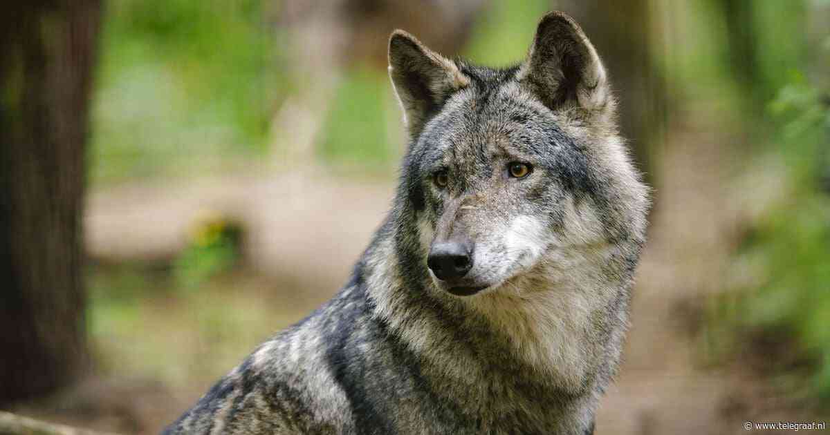 Gelderland geeft vergunning voor doden ’probleemwolf’