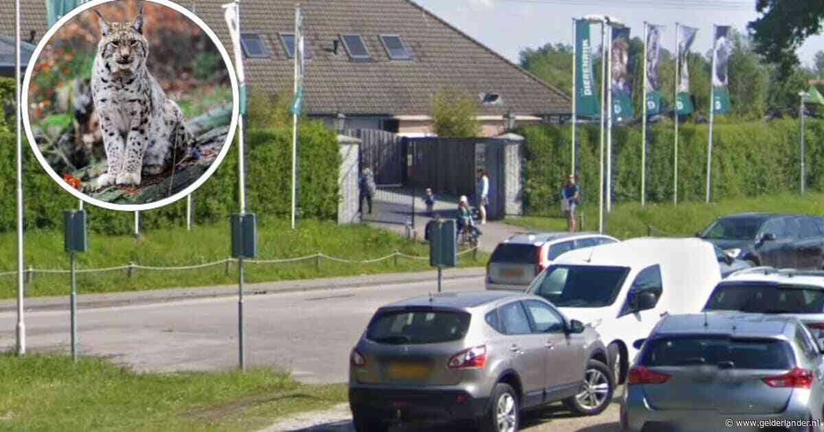 Lynx ontsnapt uit Eindhoven Zoo: ‘Het is nog maar een jonkie’