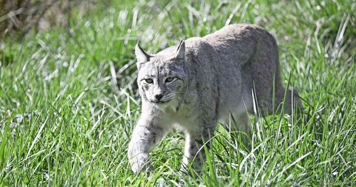 Lynx urenlang vermist na ontsnapping Eindhoven Zoo: ’Niet benaderen, bel 112’