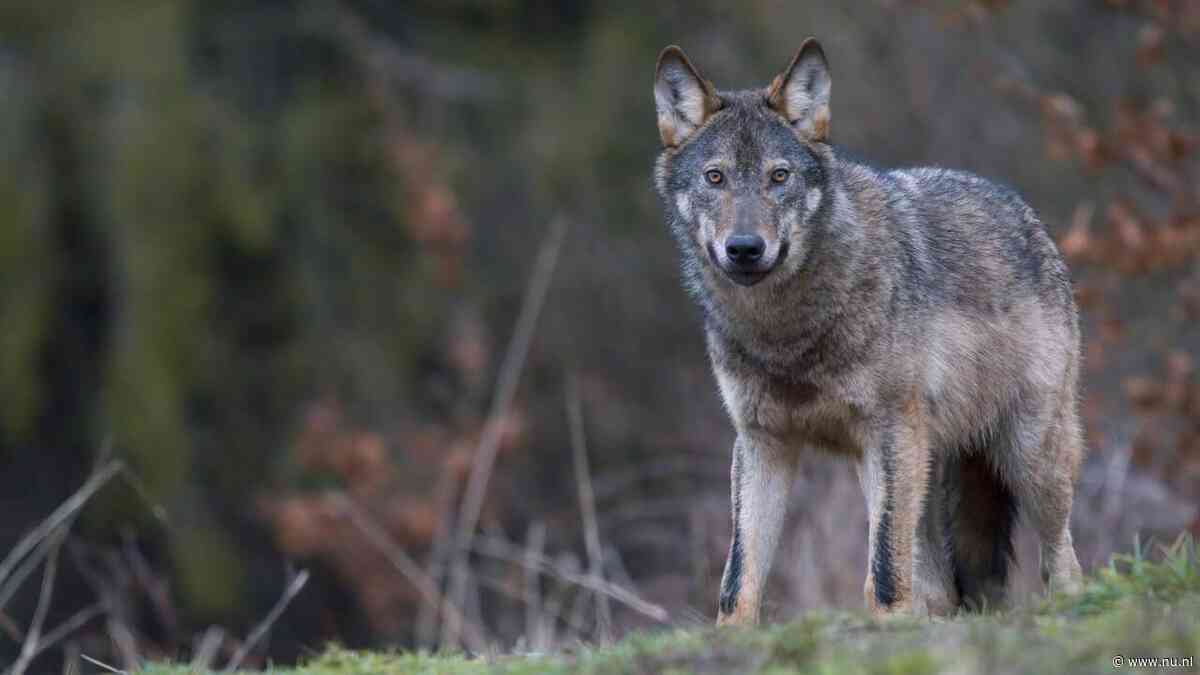 Gelderland geeft toestemming voor doden van wolf die hardloper beet
