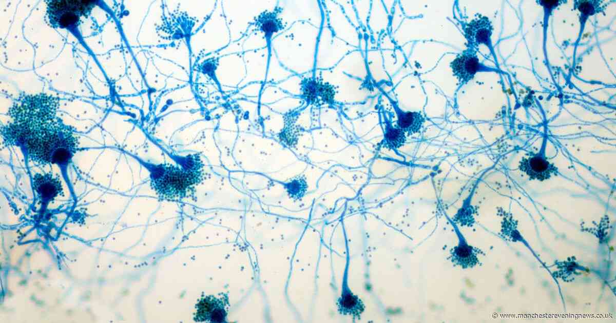 Killer fungus could infect millions in Europe due to climate change, experts warn