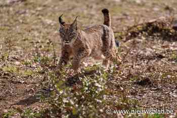 Lynx ontsnapt uit dierentuin Eindhoven: “Niet benaderen, bel de politie”