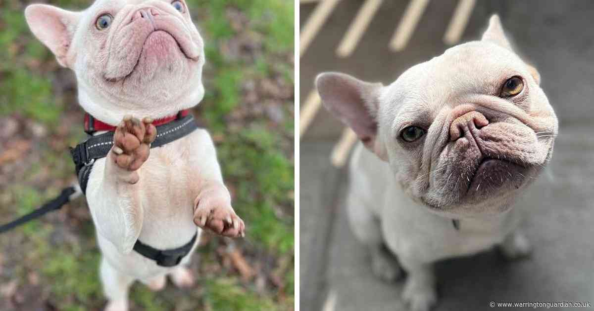 Gentle dog with heartbreaking past looking for ‘the happy ending he truly deserves’
