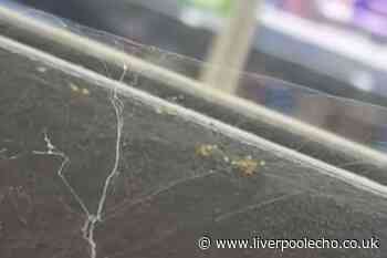 Mum horrified after what she saw crawling 'all over' bread in the Asda