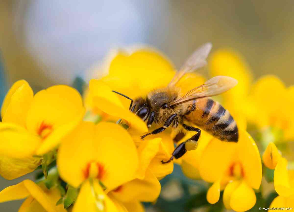 Le retour de ces pesticides en France serait "un désastre", pour le principal syndicat d'apiculteurs