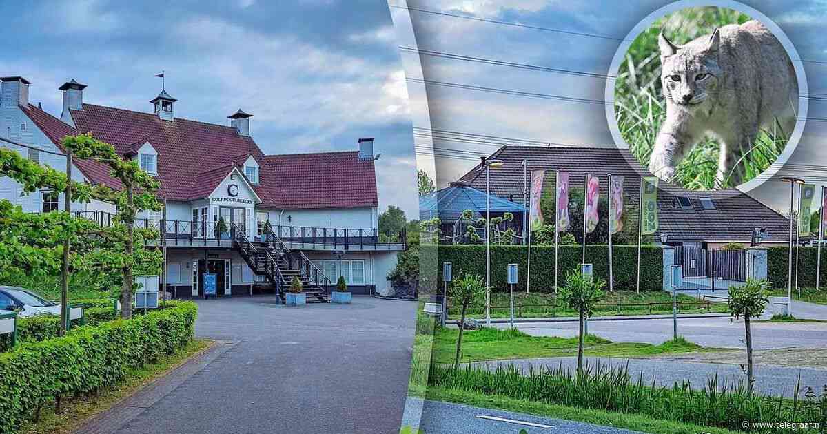 Uit Eindhoven Zoo ontsnapte lynx loopt mogelijk op chique golfclub rond: ’We zijn goed bewapend’