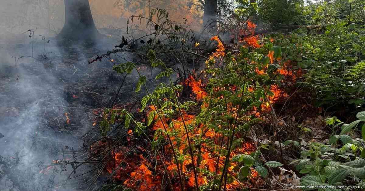 Huge fire erupts in forest as roads taped off and people urged to 'avoid the area'
