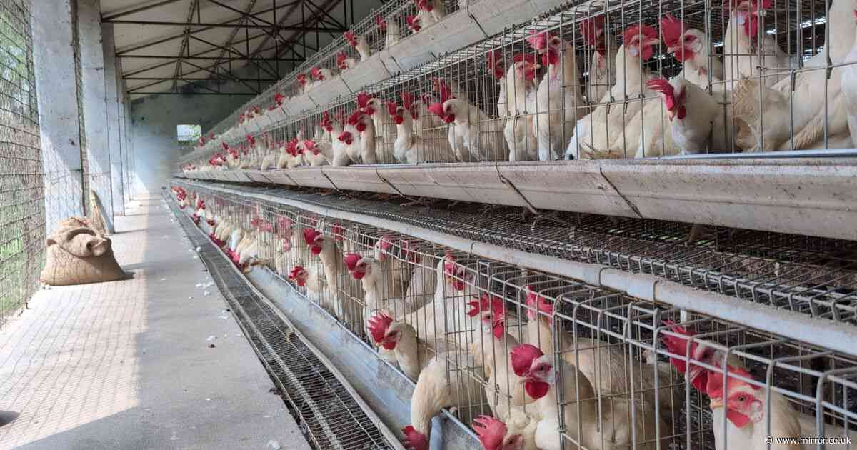 'Cruel' animal welfare practices 'could be imported to UK due to new trade deal'