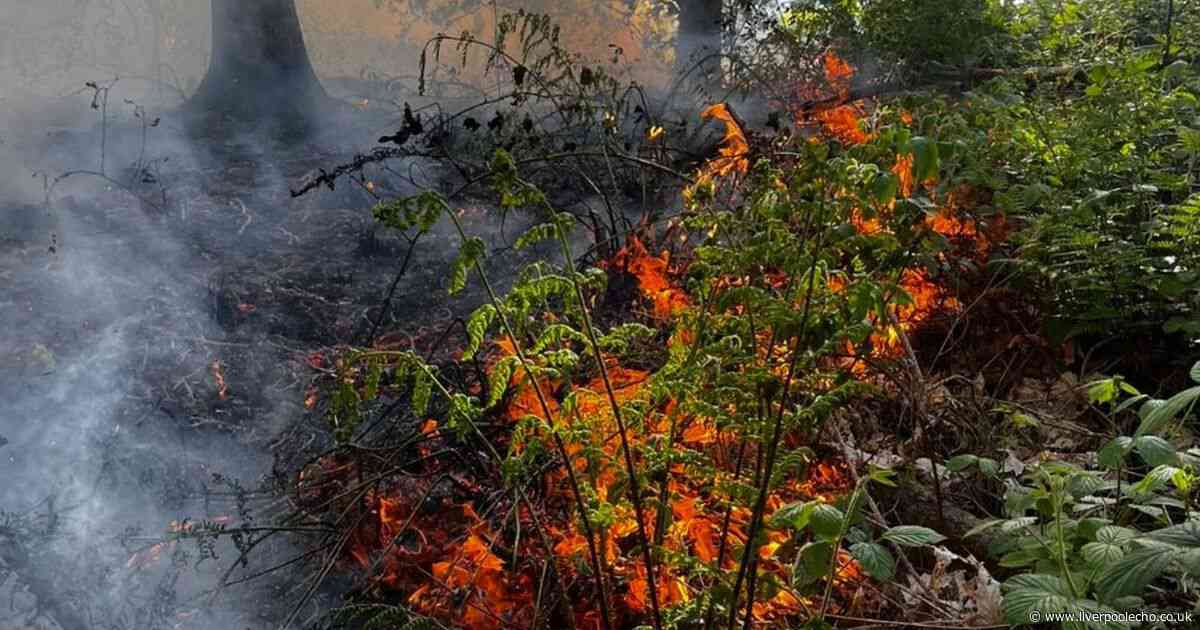 Crews tackle huge 'wildfire' at Delamere Forest