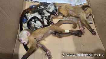 Two passengers arrested at Colombia airport after trying to smuggle six alive and dead monkeys in their PANTS and bags
