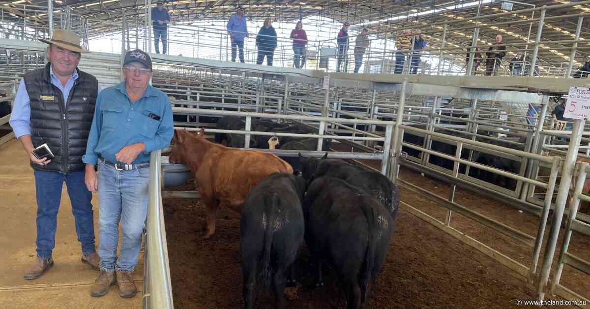 Prices remain firm despite demand for heavy cattle in north, south destocks