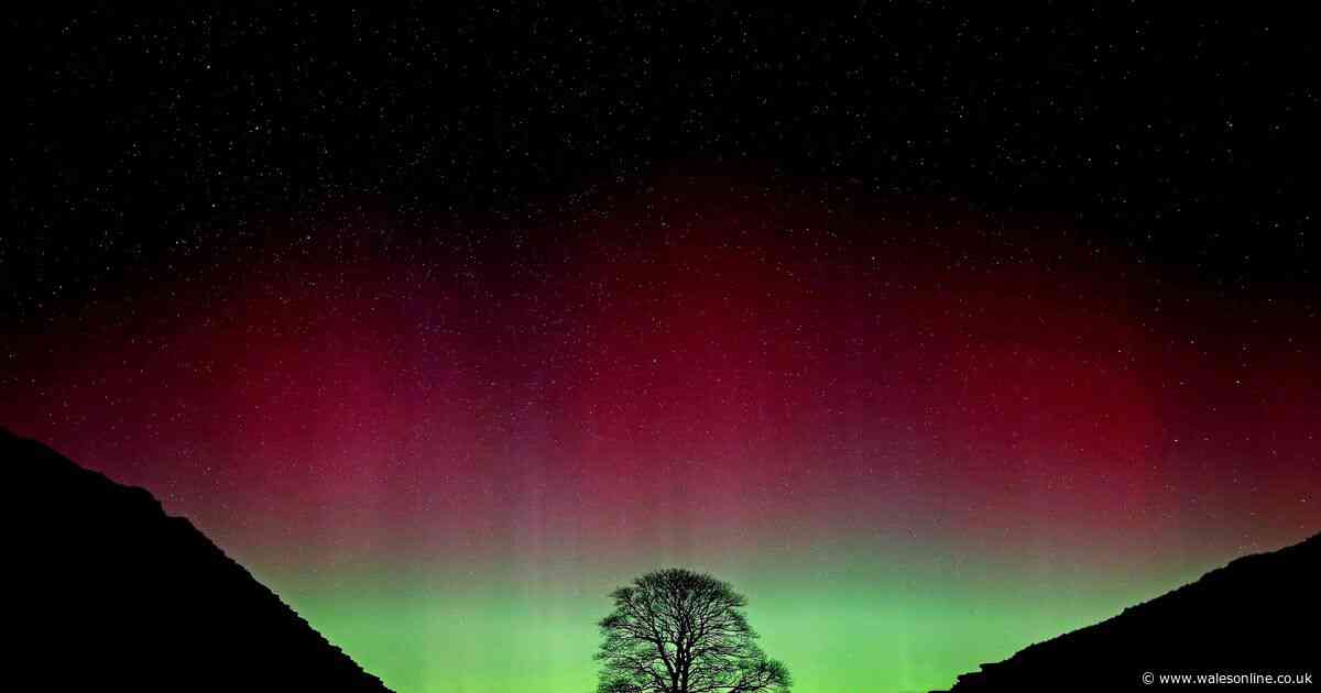 Sycamore Gap accused said it was 'just a tree', court told
