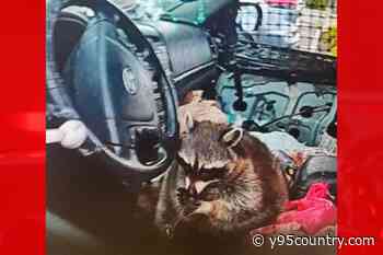 Police Find Raccoon With Meth Pipe During Ohio Traffic Stop