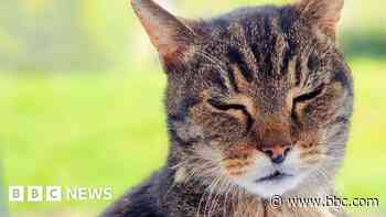 Foster appeal for cat, 20, found at power station