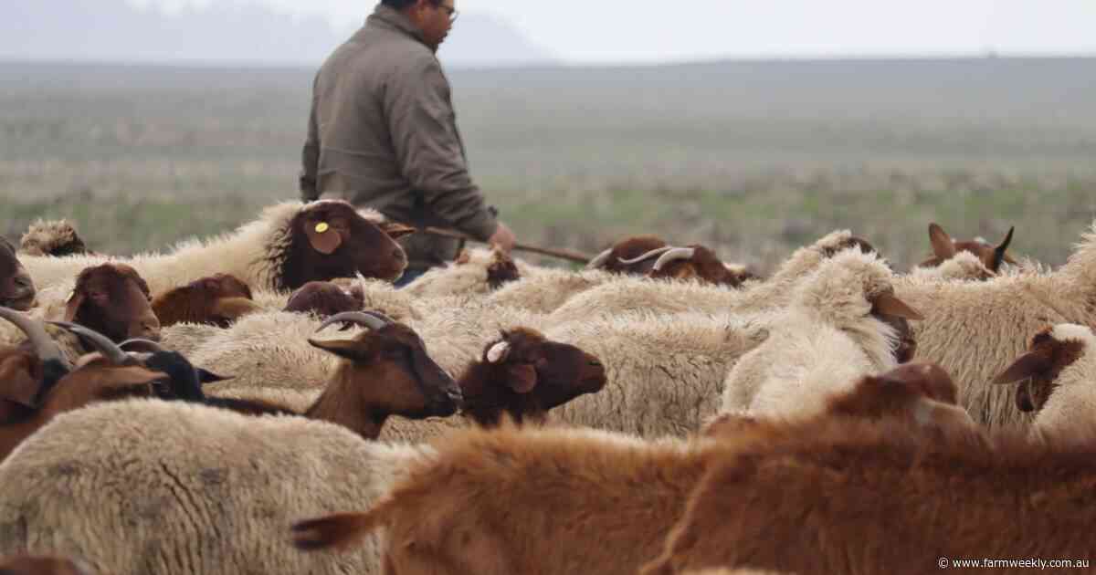 Running sheep in the Middle Atlas mountains' varying altitudes and terrain