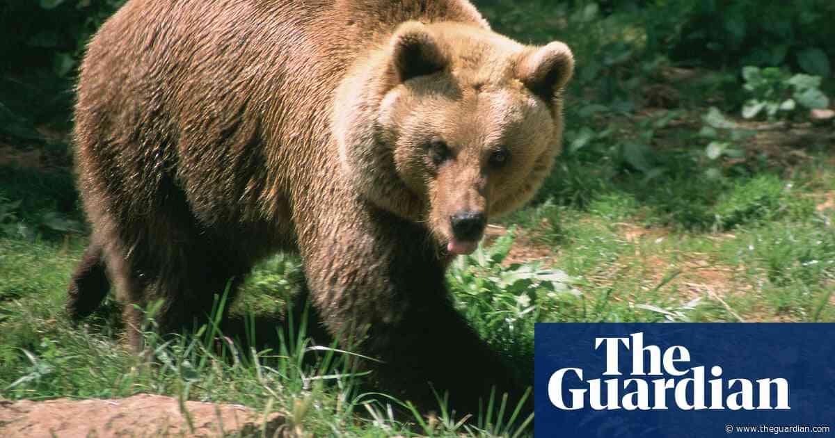 French hunter, 81, avoids jail after killing endangered female bear in Pyrenees