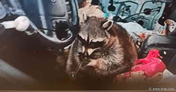 Ohio police find raccoon holding meth pipe to its mouth during arrest